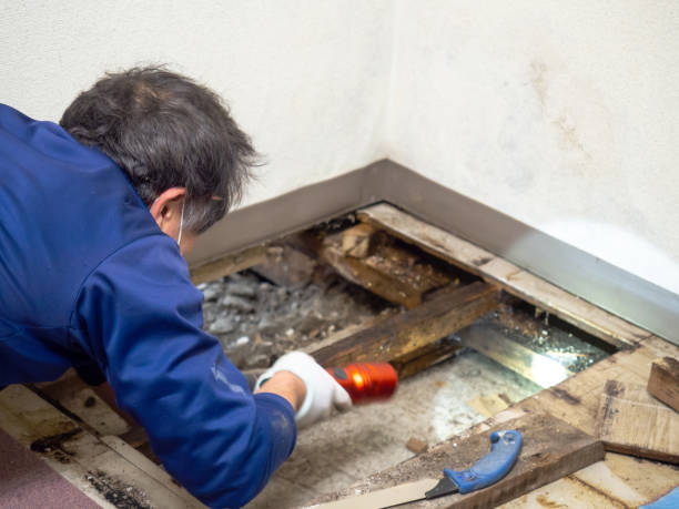 Professional Mold Removal in Mount Ayr, IA
