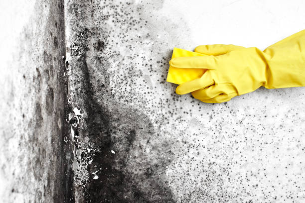 Best Residential Mold Removal  in Mount Ayr, IA