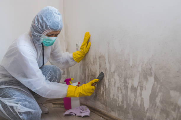 Best Mold Cleaning Services  in Mount Ayr, IA