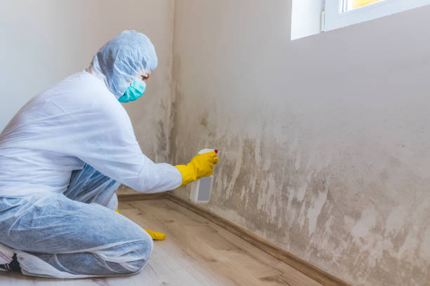 Mold Testing and Removal in Mount Ayr, IA