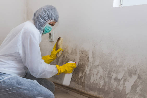 Best Professional Mold Removal  in Mount Ayr, IA