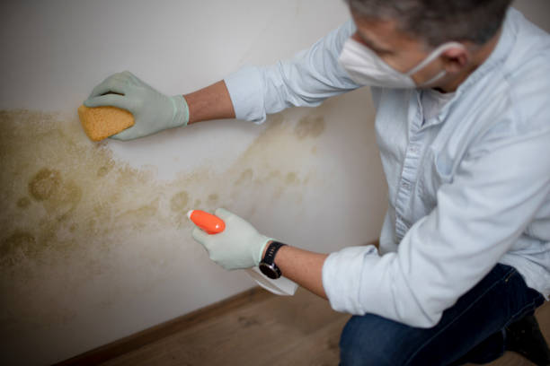 Mold Removal and Inspection in Mount Ayr, IA