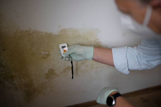 Best Local Mold Removal Service  in Mount Ayr, IA