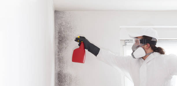 Best Toxic Mold Removal  in Mount Ayr, IA