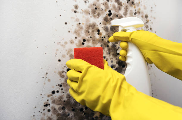Best Crawl Space Mold Removal  in Mount Ayr, IA