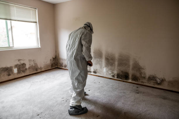 Best Office Mold Removal Services  in Mount Ayr, IA