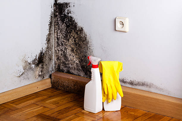 Best Home Mold Removal  in Mount Ayr, IA
