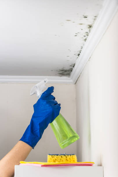 Certified Mold Removal in Mount Ayr, IA
