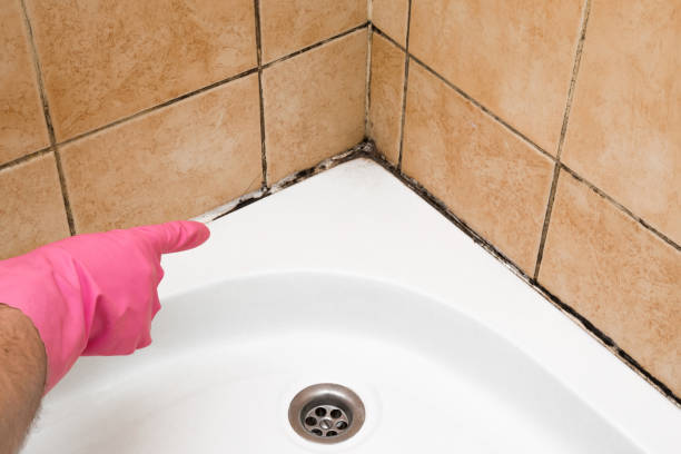 Best Commercial Mold Removal  in Mount Ayr, IA