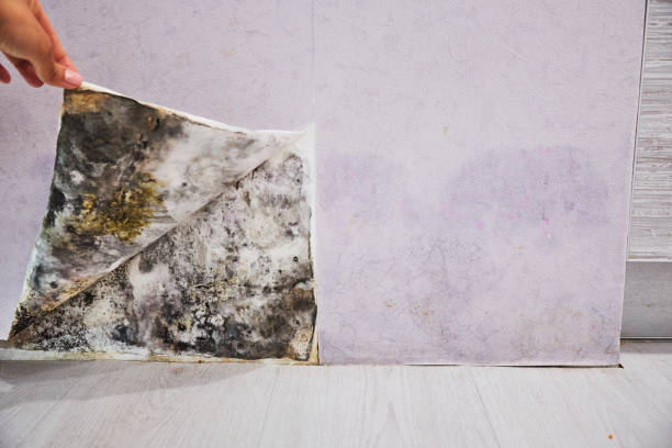 Best Affordable Mold Removal  in Mount Ayr, IA